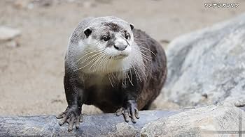 Amazon.co.jp: シンフォレストDVD 高知県立のいち動物公園の世界